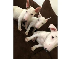 Purebred Bull terrier puppies 8 weeks old - 5