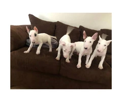 Purebred Bull terrier puppies 8 weeks old - 6