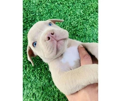 2 XL Pitbull puppies available - 3