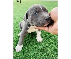 2 XL Pitbull puppies available - 4