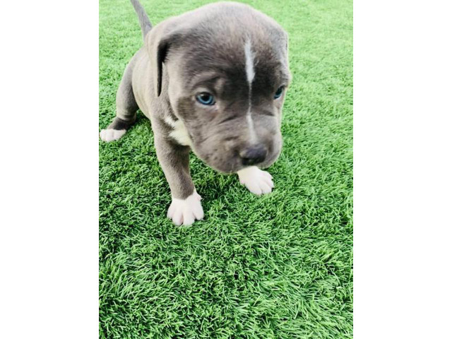 2 XL Pitbull puppies available in San Diego, California ...