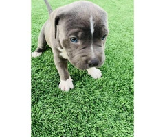 2 XL Pitbull puppies available - 5