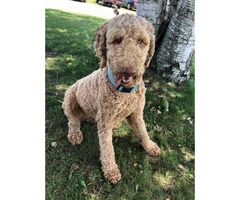 One year old poodle puppy for sale - 1