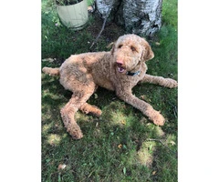 One year old poodle puppy for sale - 2