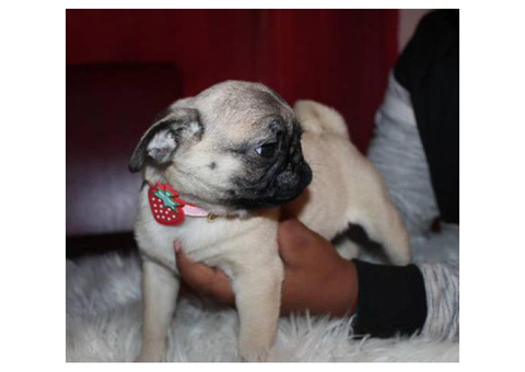 8 weeks old pugs for sale