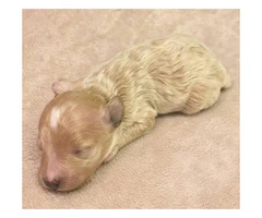 Tan colored female Maltipoo puppy for sale