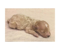 Tan colored female Maltipoo puppy for sale - 2