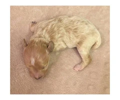 Tan colored female Maltipoo puppy for sale - 3