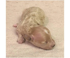 Tan colored female Maltipoo puppy for sale - 5