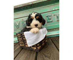 6 absolutely adorable mini Bernedoodle puppies