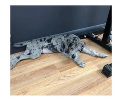 9 weeks Great dane puppies for sale - 1