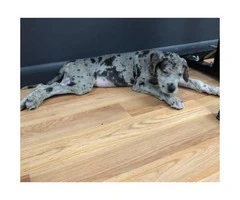 9 weeks Great dane puppies for sale - 2
