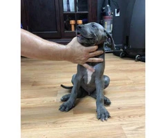 9 weeks Great dane puppies for sale - 3