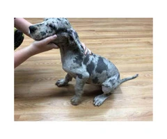 9 weeks Great dane puppies for sale - 5