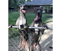 9 weeks Great dane puppies for sale - 6