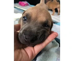 8 weeks old Boxer puppies - 7