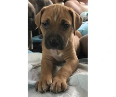 8 weeks old Boxer puppies - 8