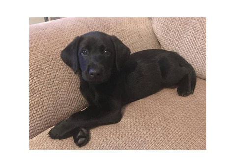 Lab Puppies