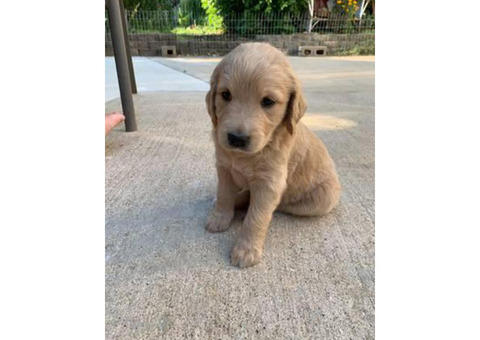 Double Doodle Puppies 2 females and 1 male