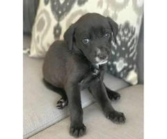 6 Gorgeous Black Lab mix pups for sale - 3