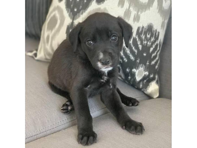 6 Gorgeous Black Lab mix pups for sale in Sacramento ...