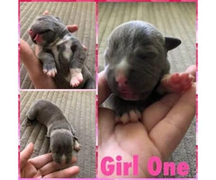 12 Pitbull puppies for rehoming