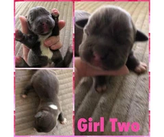 12 Pitbull puppies for rehoming - 2