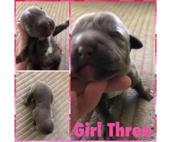 12 Pitbull puppies for rehoming - 3