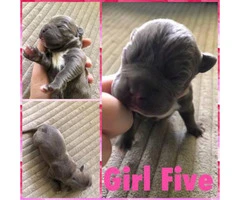 12 Pitbull puppies for rehoming - 5