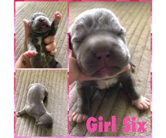 12 Pitbull puppies for rehoming - 6