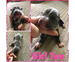 12 Pitbull puppies for rehoming - 7