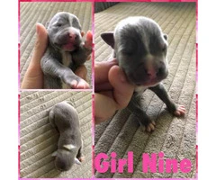 12 Pitbull puppies for rehoming - 8