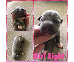 12 Pitbull puppies for rehoming - 9