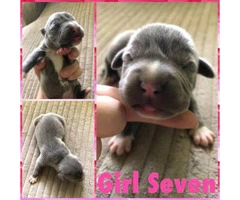 12 Pitbull puppies for rehoming - 10