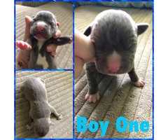12 Pitbull puppies for rehoming - 11
