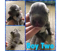 12 Pitbull puppies for rehoming - 12