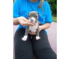 Registered American bully puppies with papers