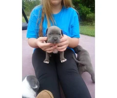 Registered American bully puppies with papers - 3