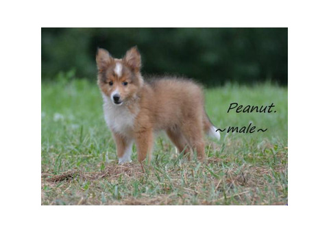 2 Shetland sheepdog puppies for sale