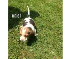 5 Males and 3 Females Fullbred Beagle Pups
