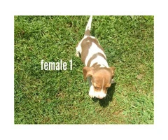 5 Males and 3 Females Fullbred Beagle Pups - 2