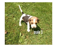 5 Males and 3 Females Fullbred Beagle Pups - 3