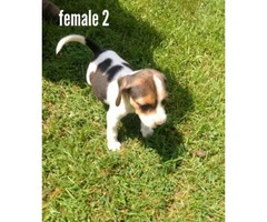 5 Males and 3 Females Fullbred Beagle Pups - 4