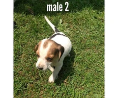 5 Males and 3 Females Fullbred Beagle Pups - 6