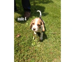5 Males and 3 Females Fullbred Beagle Pups - 7