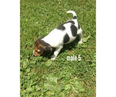 5 Males and 3 Females Fullbred Beagle Pups - 8