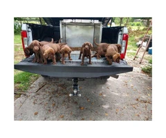 7 weeks old Akc lab puppies for sale