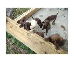 7 weeks old Akc lab puppies for sale - 2