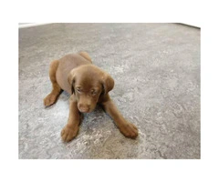 7 weeks old Akc lab puppies for sale - 3