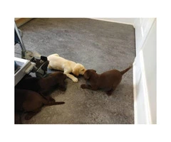 7 weeks old Akc lab puppies for sale - 4